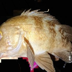 ド根性メバルがこんばんわ